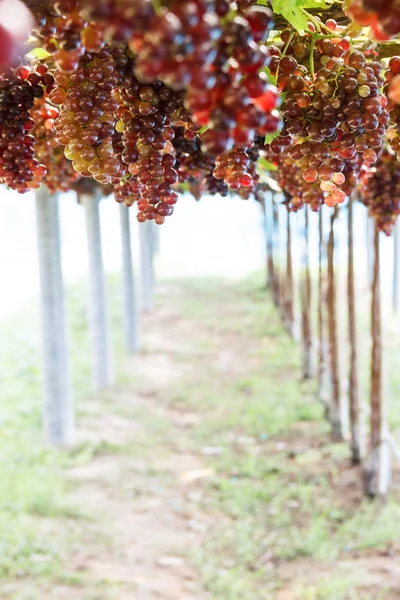 Група винограду на винограднику . — стокове фото