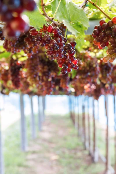 Bouquet de raisin sur la vigne . — Photo