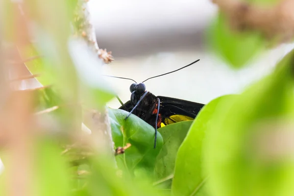 Birdwing fjäril håll på blad. — Stockfoto