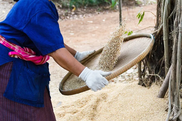 Λιχνιστική ρυζιού Ταϊλάνδης αγρότης. — Φωτογραφία Αρχείου