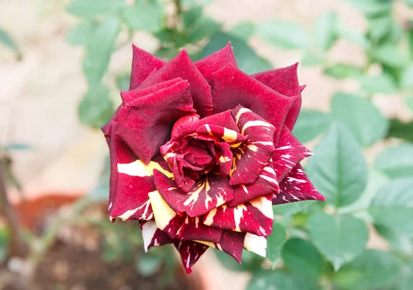 Striped red rose.