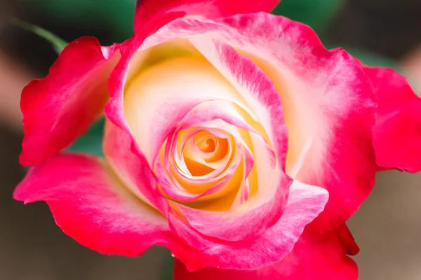 Pink rose macro. — Stock Photo, Image