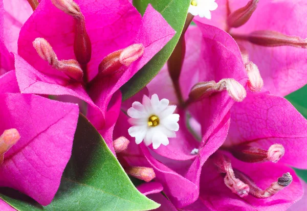 Macro pic de Bougainvillea . —  Fotos de Stock