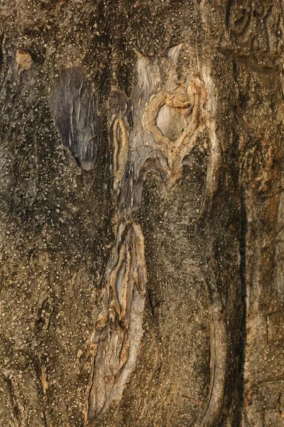 Dřevěná Textura Zblízka Záběr Rustikální Tapety — Stock fotografie
