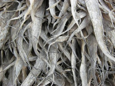 Balık pazarındaki balık manzarası, yemek duvar kağıdı