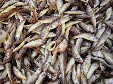 Balık pazarındaki balık manzarası, yemek duvar kağıdı