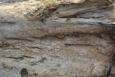 Tahta doku, yakın çekim, kırsal duvar kağıdı.