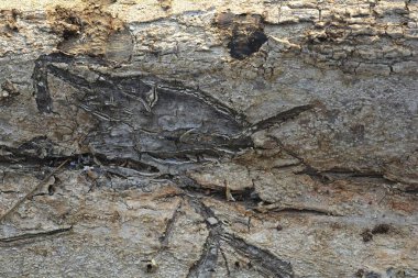 Tahta doku, yakın çekim, kırsal duvar kağıdı.