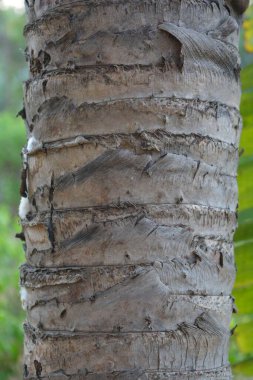 Palmiye ağacı dokusu yakın çekim, kırsal duvar kağıdı