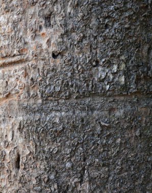 Tahta doku, yakın çekim, kırsal duvar kağıdı.