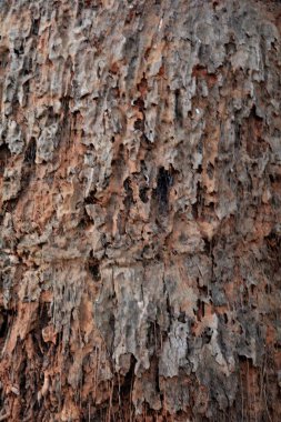 Tahta doku, yakın çekim, kırsal duvar kağıdı.
