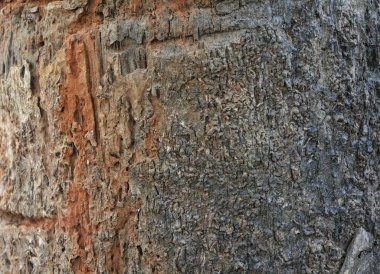 Tahta doku, yakın çekim, kırsal duvar kağıdı.