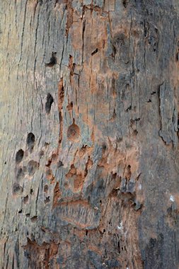 Tahta doku, yakın çekim, kırsal duvar kağıdı.