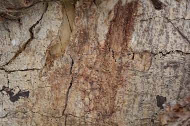 Tahta doku, yakın çekim, kırsal duvar kağıdı.