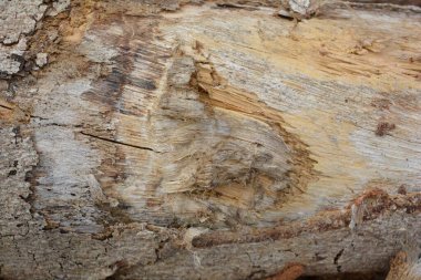 Tahta doku, yakın çekim, kırsal duvar kağıdı.