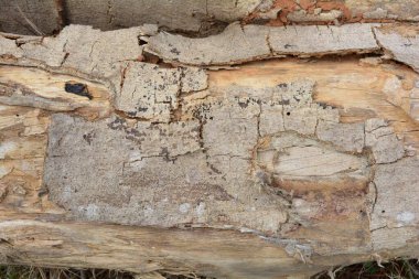 Tahta doku, yakın çekim, kırsal duvar kağıdı.