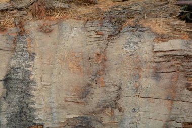 Tahta doku, yakın çekim, kırsal duvar kağıdı.