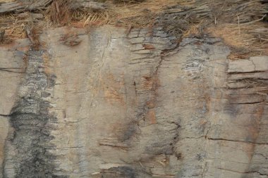 Tahta doku, yakın çekim, kırsal duvar kağıdı.