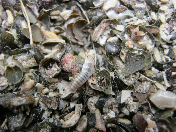 Blick Auf Meeresfrüchte Auf Dem Fischmarkt Lebensmittel Tapete — Stockfoto
