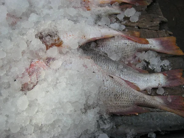 Вид Морепродуктов Рыбном Рынке Пищевые Обои — стоковое фото