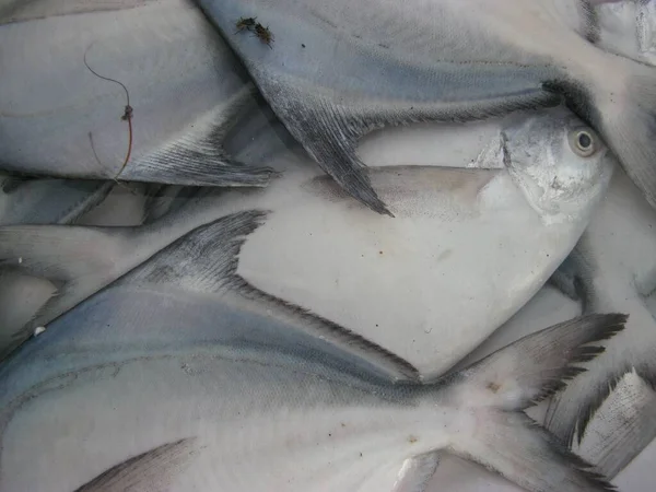 Vista Pescado Mercado Pescado Fondo Pantalla Alimentos — Foto de Stock