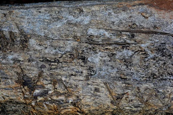 Drewniana Faktura Zbliżenie Strzał Rustykalne Tapety — Zdjęcie stockowe
