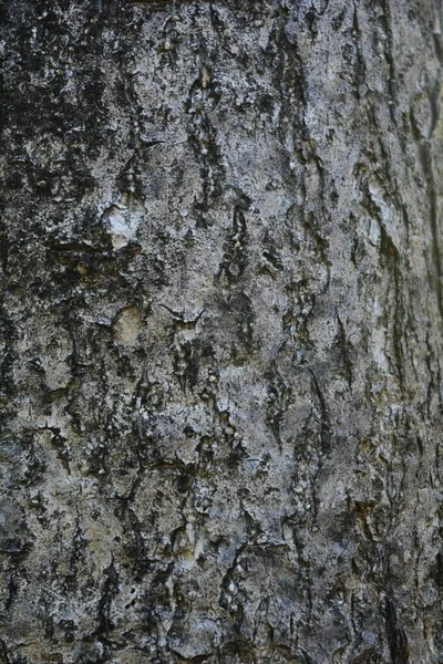 Textura Madera Tiro Cerca Fondo Pantalla Rústico —  Fotos de Stock