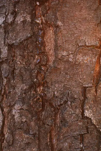 Trä Struktur Närbild Skott Rustika Tapeter — Stockfoto