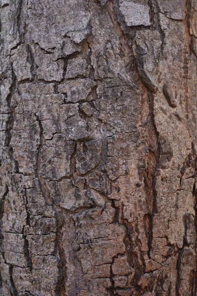 Trä Struktur Närbild Skott Rustika Tapeter — Stockfoto