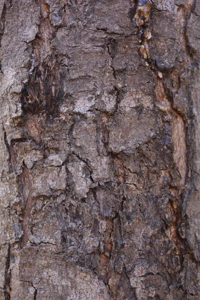 Ξύλινη Υφή Κοντινό Πλάνο Ρουστίκ Ταπετσαρία — Φωτογραφία Αρχείου
