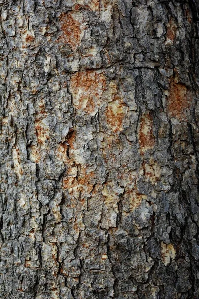 Textura Madera Tiro Cerca Fondo Pantalla Rústico —  Fotos de Stock