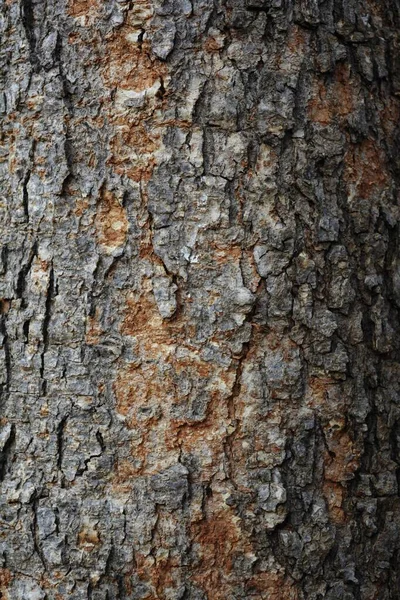 Trä Struktur Närbild Skott Rustika Tapeter — Stockfoto