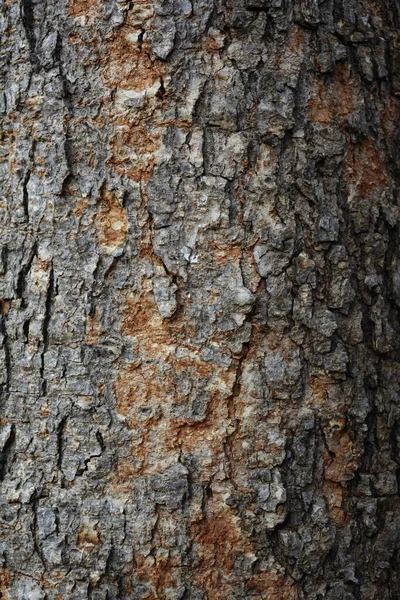 Texture Legno Primo Piano Colpo Carta Parati Rustico — Foto Stock