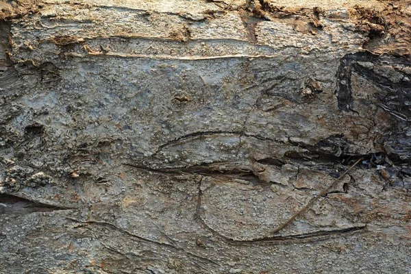 Tahta doku, yakın çekim, kırsal duvar kağıdı.