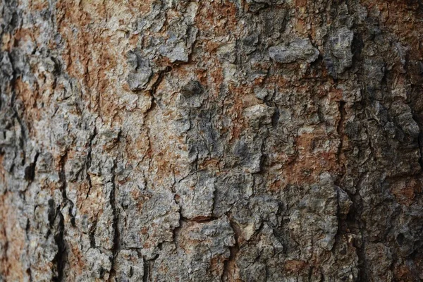 Trä Struktur Närbild Skott Rustika Tapeter — Stockfoto