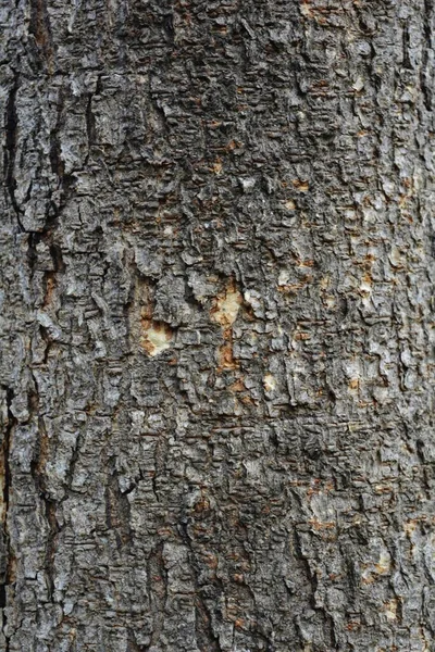 Træ Tekstur Nærbillede Skudt Rustik Tapet - Stock-foto