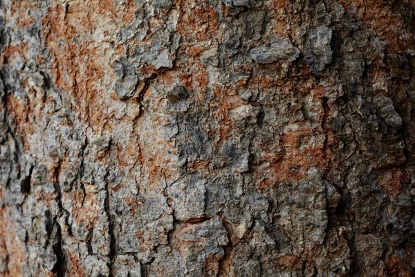 Textura Madera Tiro Cerca Fondo Pantalla Rústico —  Fotos de Stock