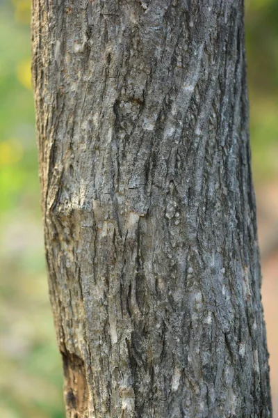 Trä Struktur Närbild Skott Rustika Tapeter — Stockfoto