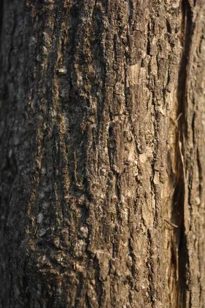 Trä Struktur Närbild Skott Rustika Tapeter — Stockfoto