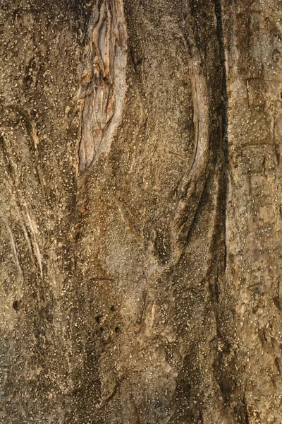 Textura Madeira Close Tiro Papel Parede Rústico — Fotografia de Stock