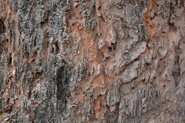 Wooden Texture Close Shot Rustic Wallpaper — Stock Photo, Image