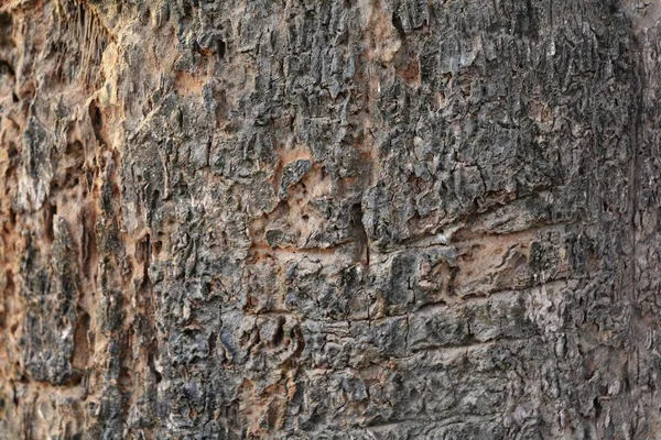 Textura Madera Tiro Cerca Fondo Pantalla Rústico —  Fotos de Stock