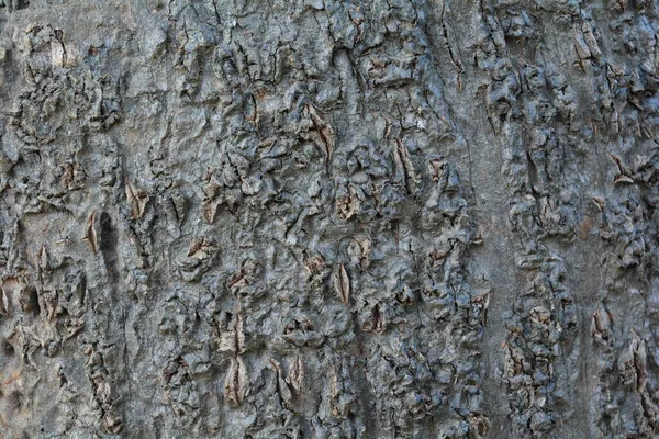 Wooden Texture Close Shot Rustic Wallpaper — Stock Photo, Image