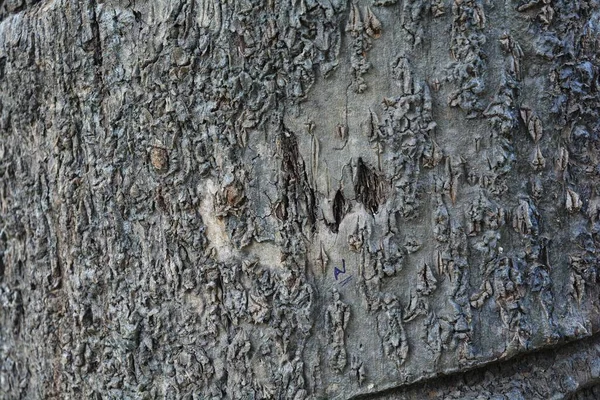 Textura Madera Tiro Cerca Fondo Pantalla Rústico —  Fotos de Stock