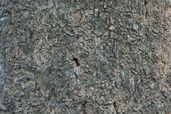Trä Struktur Närbild Skott Rustika Tapeter — Stockfoto