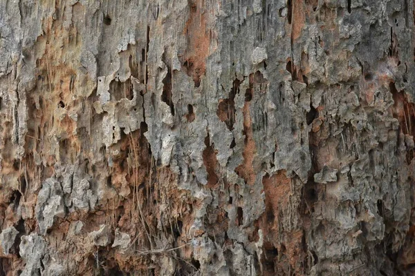 Textura Madera Tiro Cerca Fondo Pantalla Rústico —  Fotos de Stock