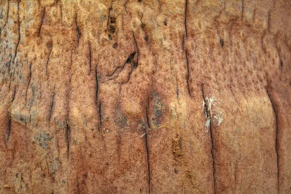 Textura Madera Tiro Cerca Fondo Pantalla Rústico —  Fotos de Stock