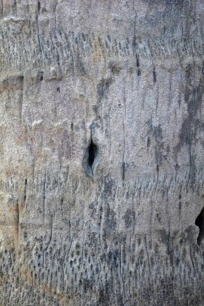Textura Madeira Close Tiro Papel Parede Rústico — Fotografia de Stock