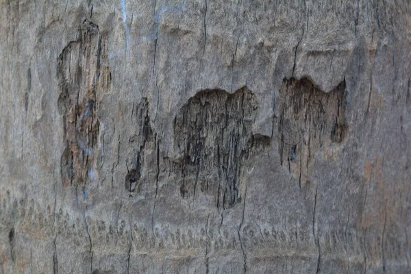 Textura Madera Tiro Cerca Fondo Pantalla Rústico —  Fotos de Stock