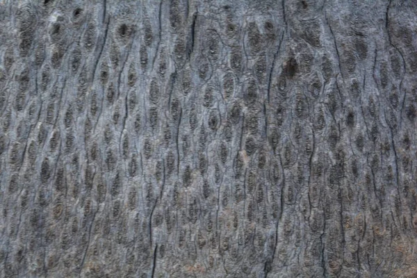 Texture Legno Primo Piano Colpo Carta Parati Rustico — Foto Stock